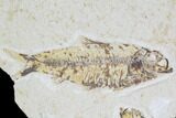 Multiple () Small Knightia Fossil Fish - Wyoming #108676-2